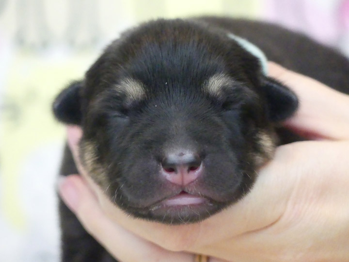 chinook puppy